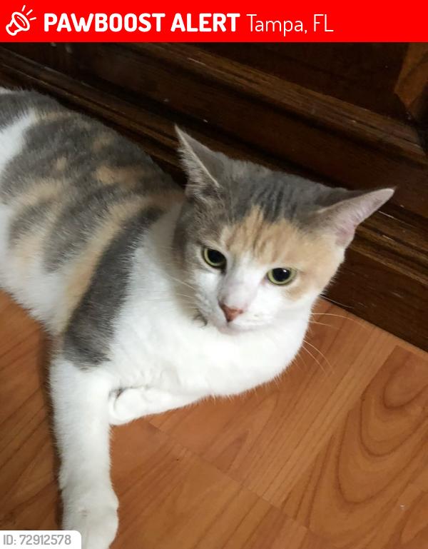 Lost Female Cat last seen Northdale, Newkirk, Lakeshore, Tampa, FL 33624
