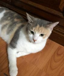 Lost Female Cat last seen Northdale, Newkirk, Lakeshore, Tampa, FL 33624