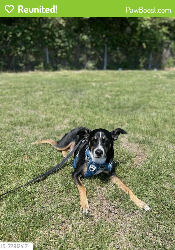 Reunited Male Dog last seen Patriot Point apmts, Virginia Beach, VA 23452