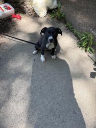 Lost Female Dog last seen hses all around, Fairborn, OH 45324