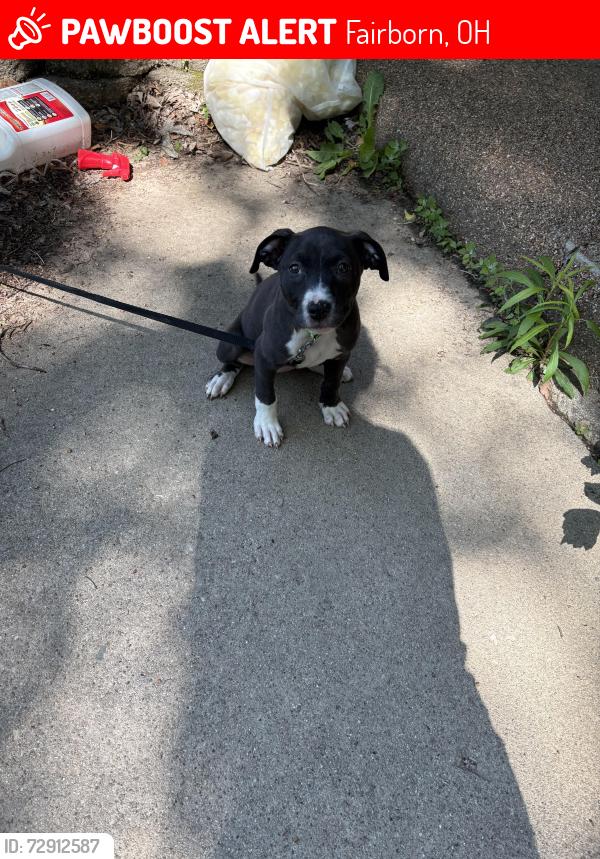 Lost Female Dog last seen hses all around, Fairborn, OH 45324