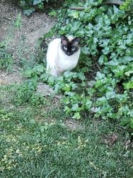 Found/Stray Unknown Cat last seen Laurel Forest Cir and Laurel Dr,  30342, Atlanta, GA 30342