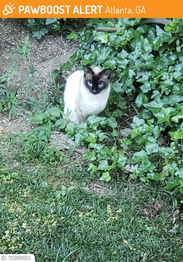 Found/Stray Unknown Cat last seen Laurel Forest Cir and Laurel Dr,  30342, Atlanta, GA 30342