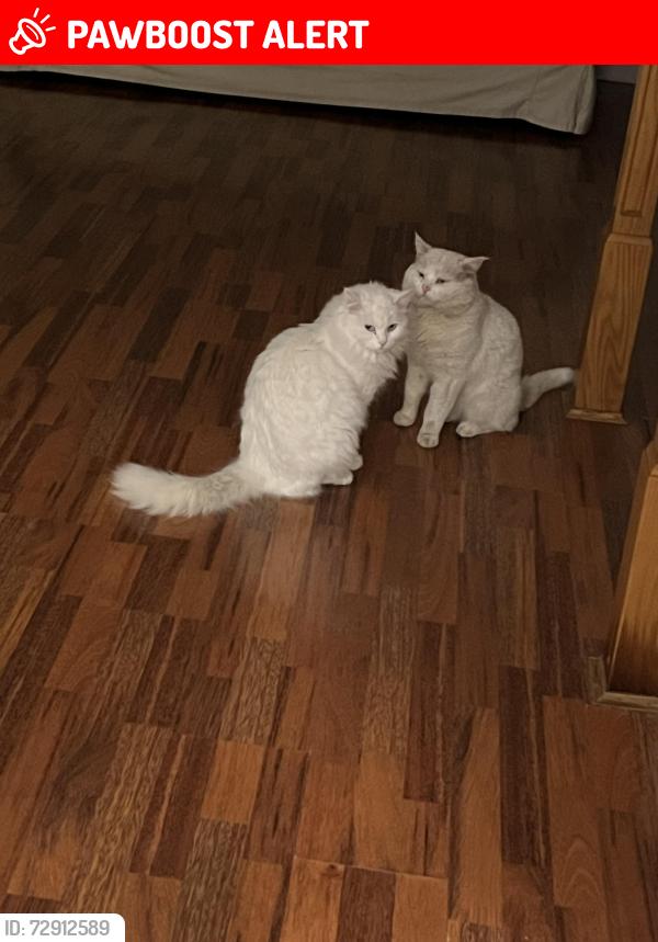 Lost Male Cat last seen Windwood & Britannia , Mississauga, ON L5N 2H9