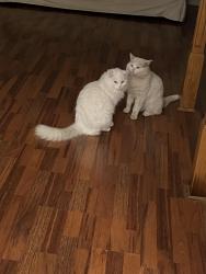 Lost Male Cat last seen Windwood & Britannia , Mississauga, ON L5N 2H9