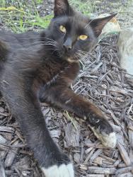 Lost Male Cat last seen East of Bricks, Salt Lake City, UT 84105