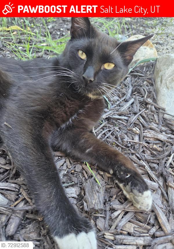 Lost Male Cat last seen East of Bricks, Salt Lake City, UT 84105
