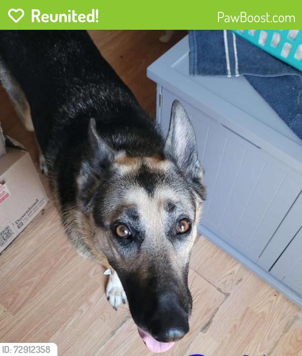 Reunited Female Dog last seen Bradley rd, Pinnacle, NC 27043