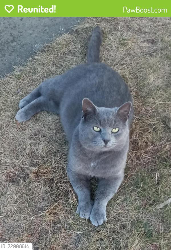 Reunited Male Cat last seen near Groff's Mill park   Harleysville, PA, Lower Salford Township, PA 19438