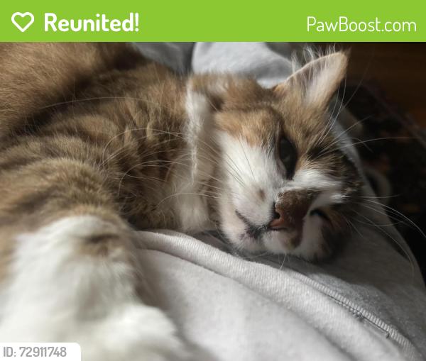 Reunited Female Cat last seen Agate Way and Palm Avenue , Carmichael, CA 95608