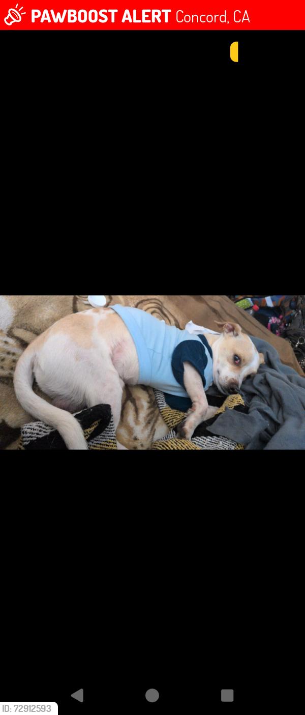 Lost Male Dog last seen All star gas staion, Concord, CA 94520