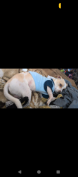Lost Male Dog last seen All star gas staion, Concord, CA 94520