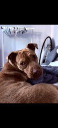 Found/Stray Female Dog last seen Prosperity church rd, Charlotte, NC 28269