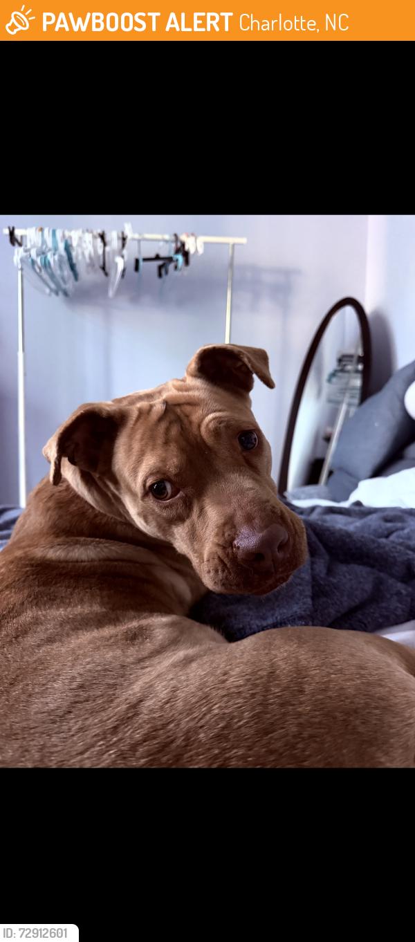 Found/Stray Female Dog last seen Prosperity church rd, Charlotte, NC 28269