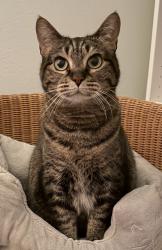 Reunited Female Cat last seen Baxter Road & Holloway Road , Ballwin, MO 63011