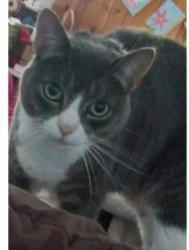 Reunited Female Cat last seen Bethel Bower Road, Barrow County, GA 30620
