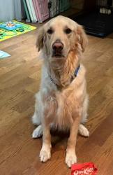 Reunited Male Dog last seen Leicester Rd and Valleymade Dr. Richmond Hill, Richmond Hill, ON L4B 1T5