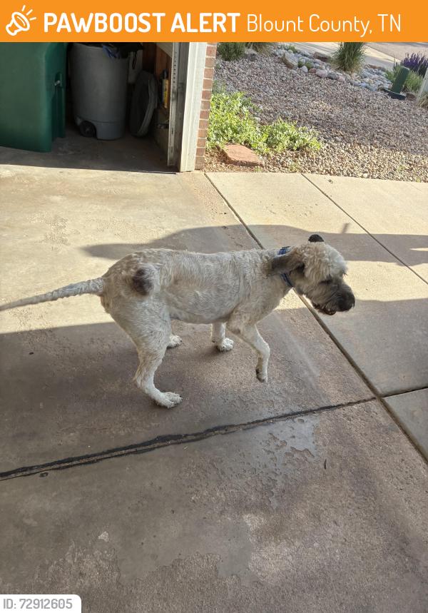 Found/Stray Unknown Dog last seen Cedarwood ln highlands ranch Colorado , Blount County, TN 37803