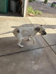 Found/Stray Unknown Dog last seen Cedarwood ln highlands ranch Colorado , Blount County, TN 37803