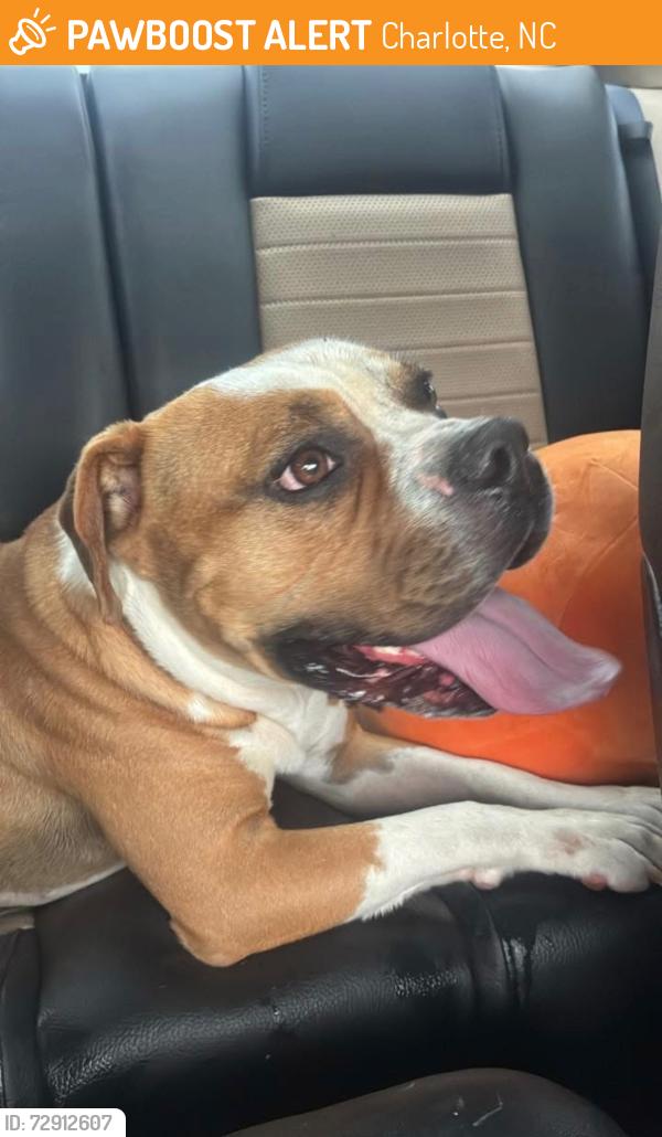 Found/Stray Male Dog last seen On the little bridge right when you come into Bradfield Farms, Charlotte, NC 28215