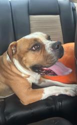 Found/Stray Male Dog last seen On the little bridge right when you come into Bradfield Farms, Charlotte, NC 28215