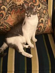 Reunited Male Cat last seen Hardesty Regional Library, Tulsa, OK 74133