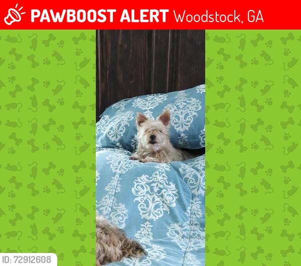 Lost Male Dog last seen Arnold Mill, Woodstock, GA 30188