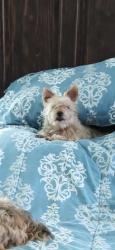 Lost Male Dog last seen Arnold Mill, Woodstock, GA 30188