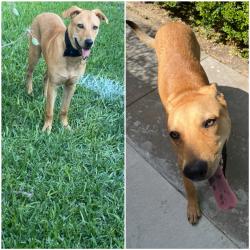 Found/Stray Male Dog last seen FM 1960 and Veterand Memorial, Houston, TX 77014