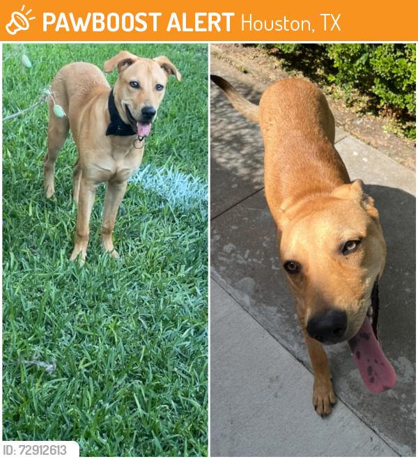 Found/Stray Male Dog last seen FM 1960 and Veterand Memorial, Houston, TX 77014