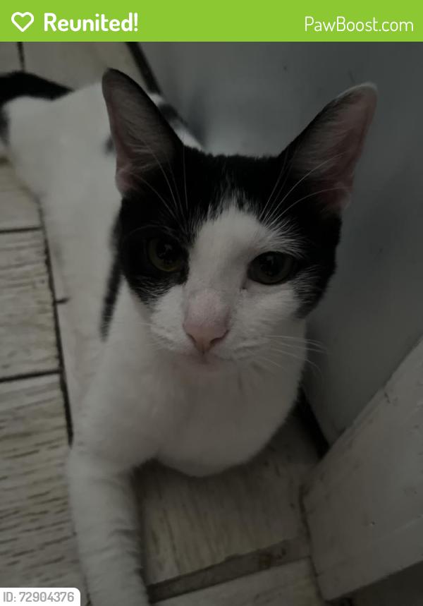 Reunited Female Cat last seen Near 89th Ave, Queens, NY 11421