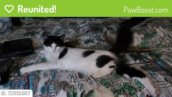 Reunited Female Cat last seen 31st Ave & 52nd St No, St. Petersburg, FL 33710