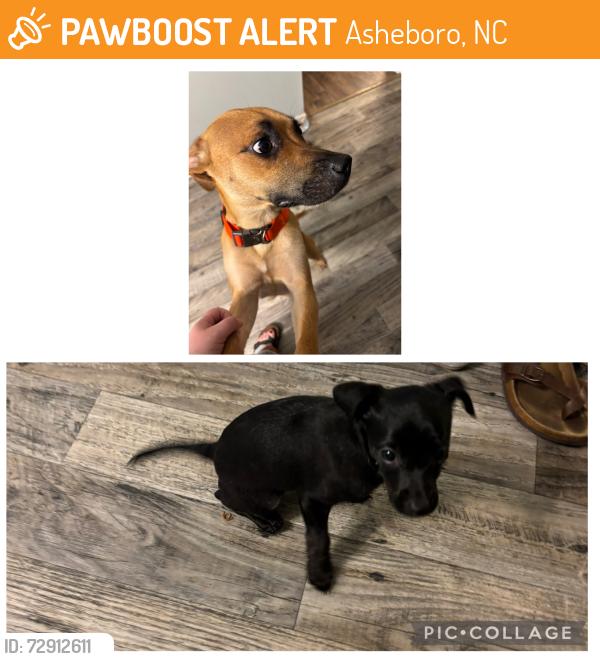 Found/Stray Female Dog last seen Old liberty , Asheboro, NC 27203