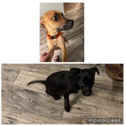 Found/Stray Female Dog last seen Old liberty , Asheboro, NC 27203