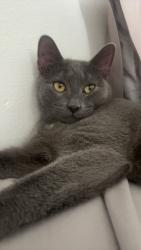Lost Male Cat last seen Hillside Ct apmts , Endicott, NY 13760