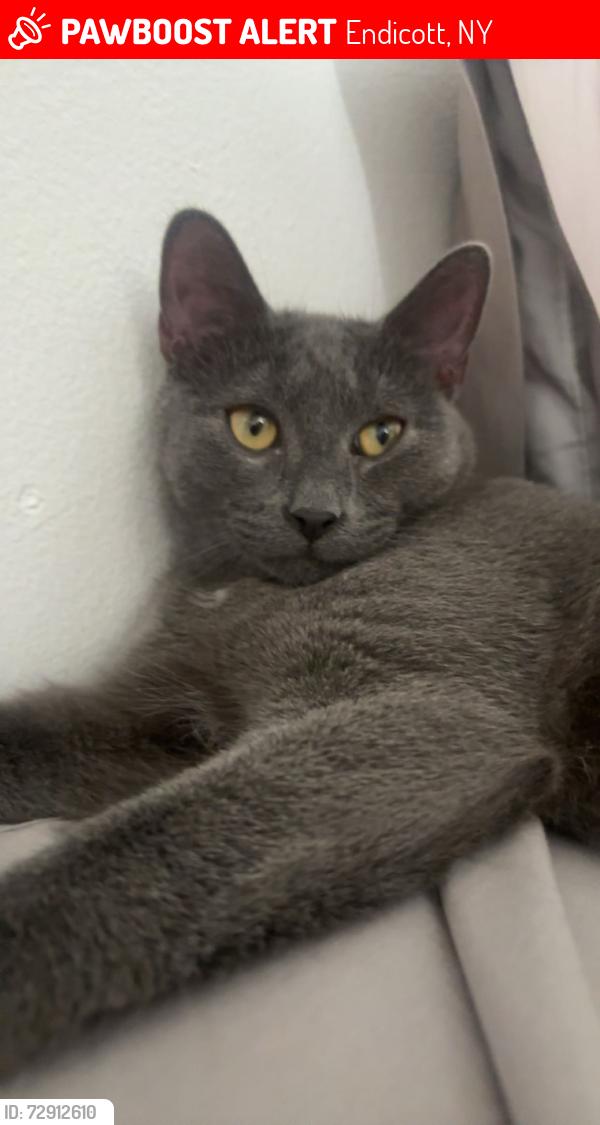 Lost Male Cat last seen Hillside Ct apmts , Endicott, NY 13760