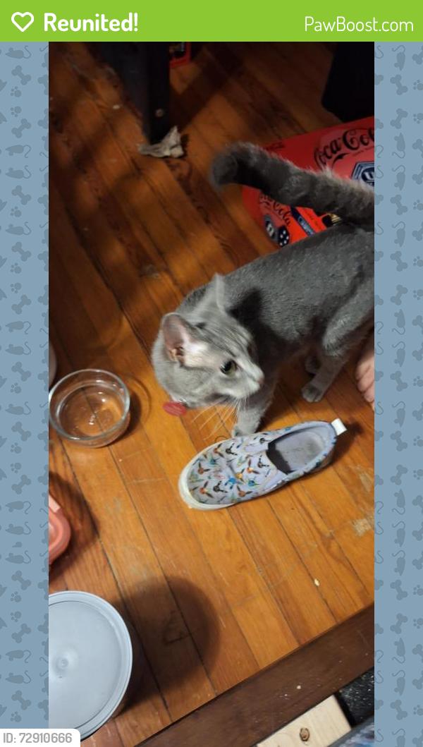 Reunited Female Cat last seen East 21st Street, Covington, KY 41014