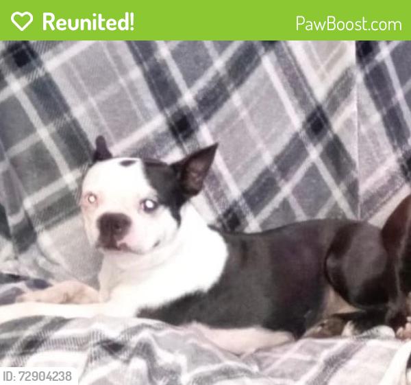 Reunited Female Dog last seen  W Park Dr , Homosassa, FL 34448