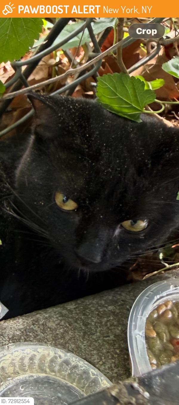 Found/Stray Unknown Cat last seen Near west 228th st, New York, NY 10463