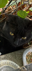 Found/Stray Unknown Cat last seen Near west 228th st, New York, NY 10463