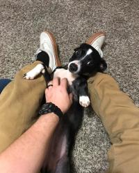 Reunited Female Dog last seen Near S Diamondhead Blvd, Crosby, TX 77532, USA, Crosby, TX 77532
