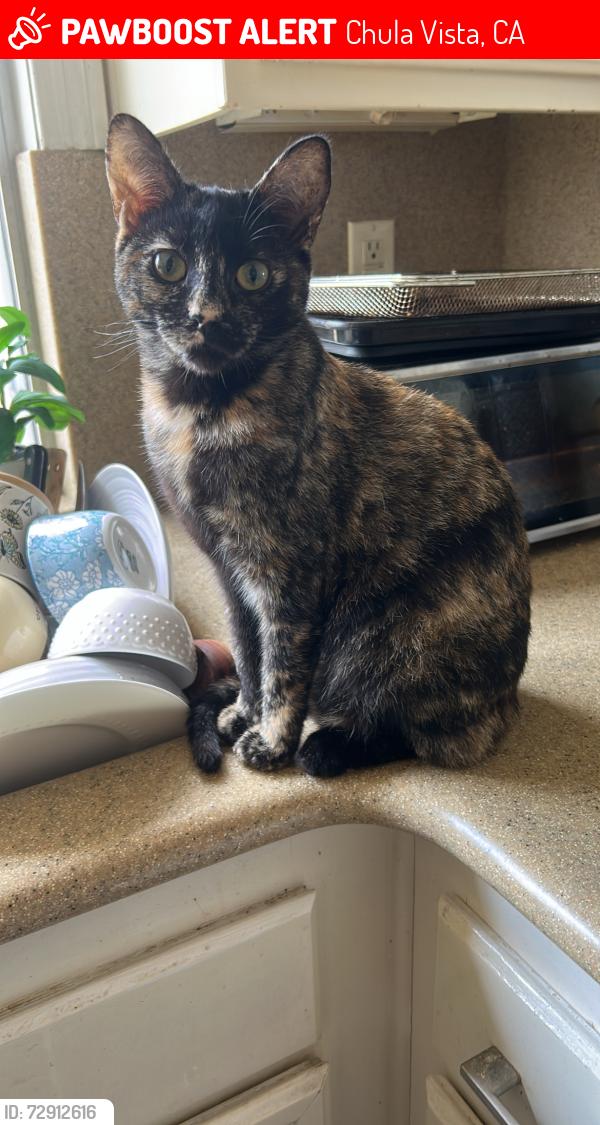 Lost Female Cat last seen piedmont st, Chula Vista, CA 91913