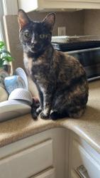 Lost Female Cat last seen piedmont st, Chula Vista, CA 91913
