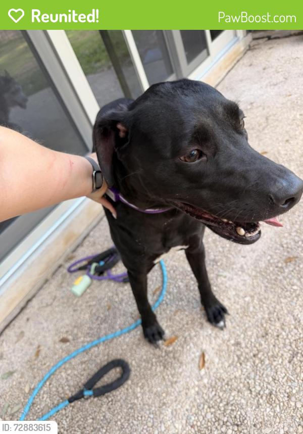 Reunited Female Dog last seen Shavano Park, San Antonio, TX 78231