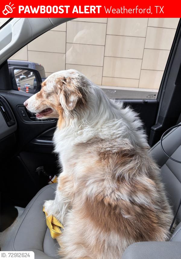 Lost Female Dog last seen Charkes St Elementary , Weatherford, TX 76086