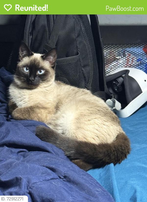 Reunited Female Cat last seen Las Vegas, NV 89129, USA, Las Vegas, NV 89129