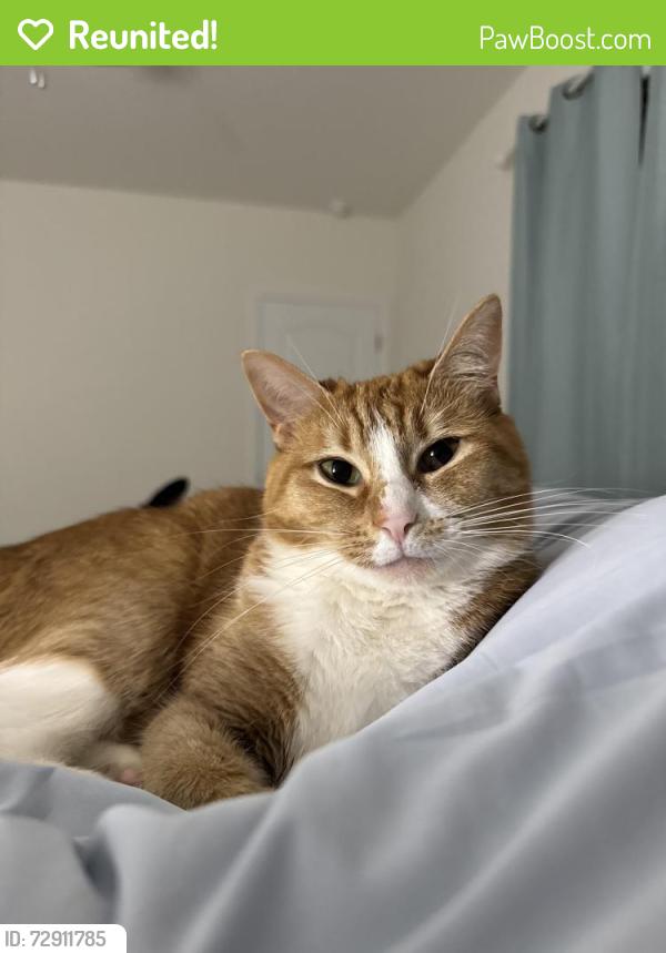 Reunited Female Cat last seen Aspire Dr , Four Corners, FL 34747