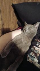 Lost Male Cat last seen Lyle rd, Cleveland, TN 37323