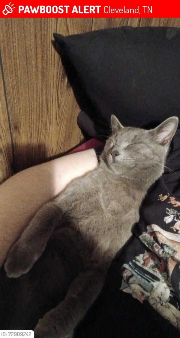 Lost Male Cat last seen Lyle rd, Cleveland, TN 37323