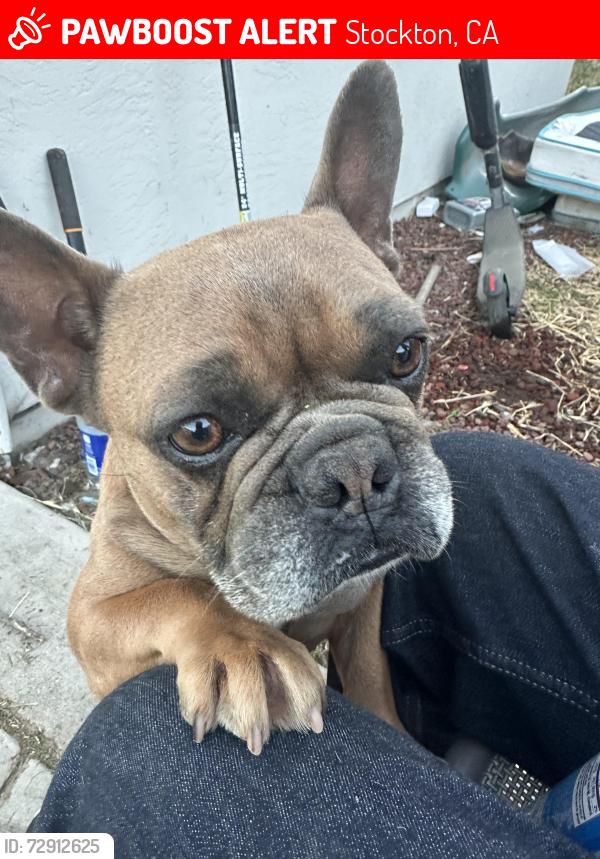Lost Male Dog last seen Golden Gate, Stockton, CA 95205